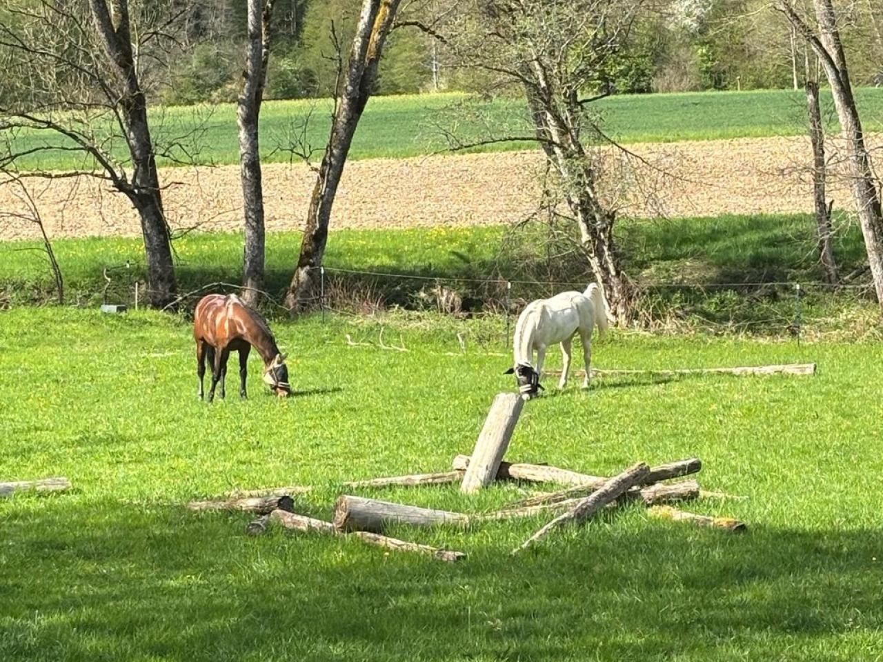 Zwei Pferde auf einer Wiese