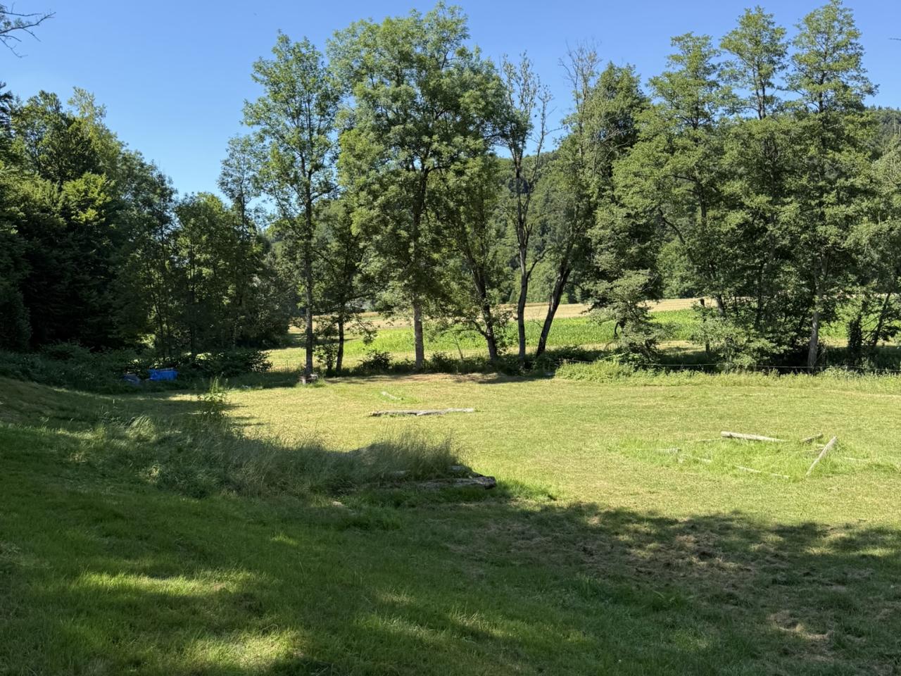 Weide beim Bach