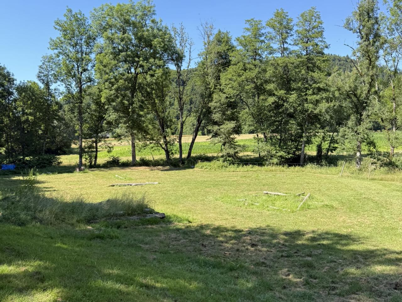 Weide beim Bach